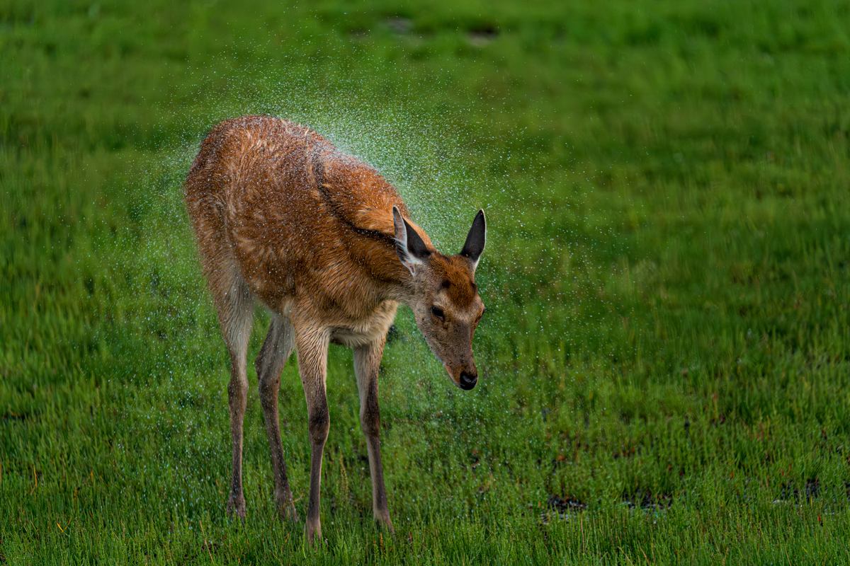 Nature